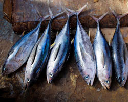 Pescado